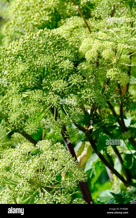 angelica picture|430 Angelica Flower Stock Photos & High.